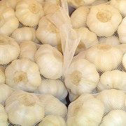 garlic